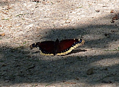 [Butterfly with its wings spread as it stands on the ground. The left wing has a chunk missing from the edge. This butterfly is maroon with white edges. In between the maroon and white is a band of blue dots on a black background.]